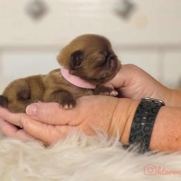 French Bulldog and Pekingese Puppies from SFLK