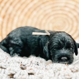 Snow - Assorted Doodle Crosses puppy from Lucky Dog Puppies