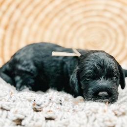 Snow - Assorted Doodle Crosses puppy from Lucky Dog Puppies