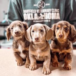 Dachshund Puppies from Vandruff Creek Mini Dachshunds
