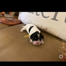 Cocker Spaniel Puppies from Scott & Lada’s Pups