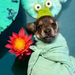 Dachshund Puppies from Montcorn Doxies