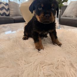 Pearl - Black and mahogany female Rottweiler puppy in Parker, Colorado from Denver Rotties