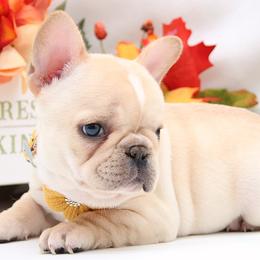 Audie - Cream female French Bulldog puppy in West Plains, Missouri from Must Be Frenchies & Crown Of Curls Bolonka
