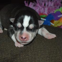 Girl 2 - Black and white female Siberian Husky puppy in Northview, Michigan from Xk siberians