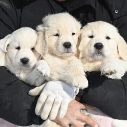 Bernese Mountain Dog, Golden Mountain Dog, and Golden Retriever Puppies from Grateful Bernese & Gage's Goldens