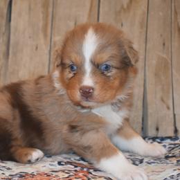 SAINT - Red merle male Australian Shepherd puppy in San Tan Valley, Arizona from Mott Ranch - Blazin' Sun Aussies