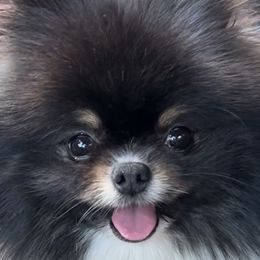 Tuxedo - Pomeranian