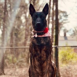 Jax - Dutch Shepherd
