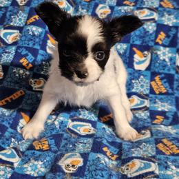 Roey - White black and tan male Papillon puppy in Fulton, Missouri from Papillon Love