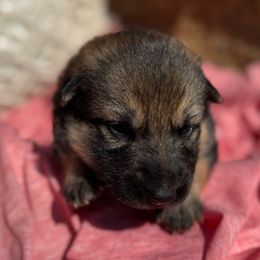Sally (light pink collar) - Sable female German Shepherd puppy in Dover, Delaware from Fornax