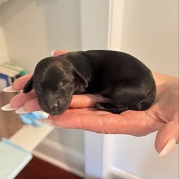 Baby 1 - Black female Dachshund puppy in Pittsboro, North Carolina from Hannau Doxies