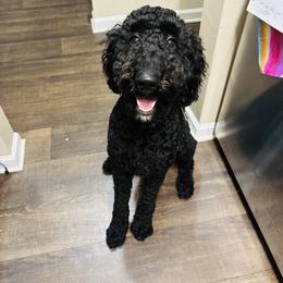 Bernedoodle Puppies from Halo BerneDo
