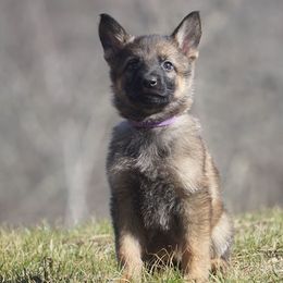 German Shepherd Puppies from My K9 Guardian