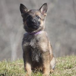 German Shepherd Puppies from My K9 Guardian