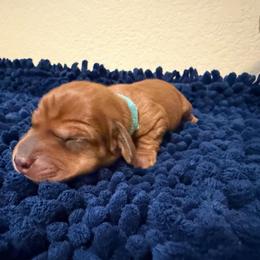 Peppermint - Red female Dachshund puppy in Bullard, Texas from Daschund Pups