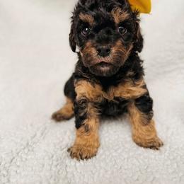 Poodle Puppies from Poodle Love