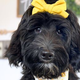 Espeon - Bernedoodle puppy from Our Little Farm Life Doodles