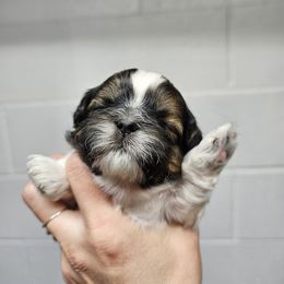 Shih Tzu Puppies from Wandering Tzu