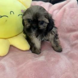 Finola - Black and tan male Shih Tzu puppy in Burlington, North Carolina from Nancy’s Lil’Shih Tzus
