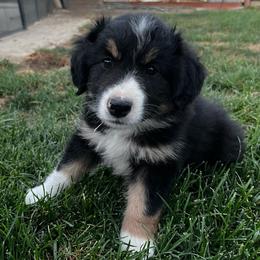 Buster - Black tri male Miniature Australian Shepherd puppy in Denair, California from CenCal Mini Aussies