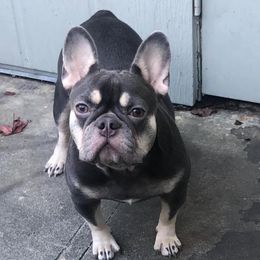 Dior - French Bulldog