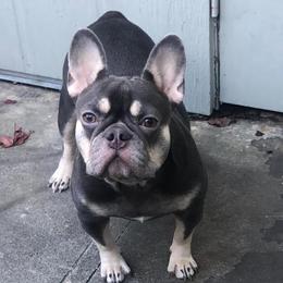 Dior - French Bulldog