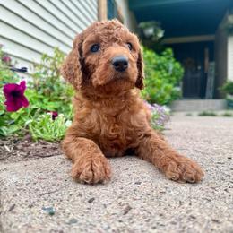 Mary - Red female Irish Doodle puppy in Hammond, Wisconsin from Queen of the Hill Puppies