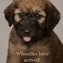 Boy 7 - Wheaten male Whoodle puppy in Knoxville, Tennessee from Fleury Farm Doodles TN