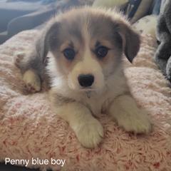 Blue Collar - Red male Pembroke Welsh Corgi puppy in Fredericksburg, Texas from Hill Country Corgis