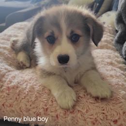 Blue Collar - Red male Pembroke Welsh Corgi puppy in Fredericksburg, Texas from Hill Country Corgis