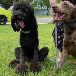 Labradoodles from C M Cake