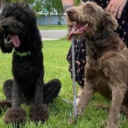 Labradoodles from C M Cake