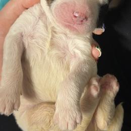 Mouse - Black and white male Bernedoodle puppy in Fishers, Indiana from Hannah's Bernedoodles