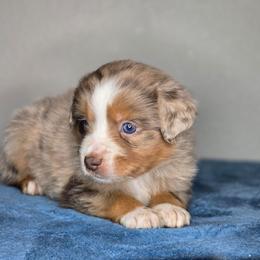 Bo - Red merle male Miniature Australian Shepherd puppy in Harlingen, Texas from GulfCoastKennels