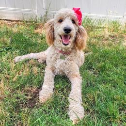 Cookie - Poodle