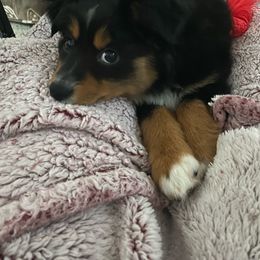 Miniature Australian Shepherd and Toy Australian Shepherd Puppies from Rye Hill Aussies