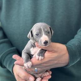 Girl 3 - Blue female Italian Greyhound puppy in Sugar Valley, Georgia from Pinnacle Farm and Kennel