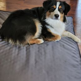 Miniature American Shepherd All Grown Up from Moon Phase Kennel