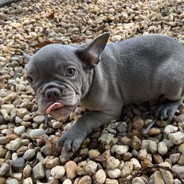 Boy 2 - French Bulldog puppy in Florida from Springs Frenchies