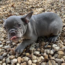 Boy 2 - French Bulldog puppy in Florida from Springs Frenchies