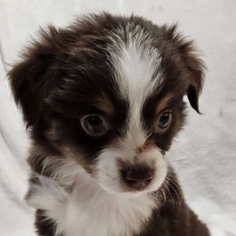Valentine - Miniature Australian Shepherd puppy in Olton, Texas from Rejino Mini & Toy Aussies