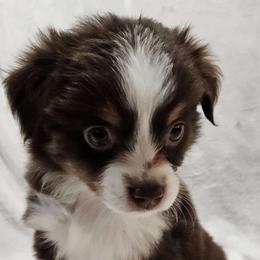 Valentine - Miniature Australian Shepherd puppy in Olton, Texas from Rejino Mini & Toy Aussies