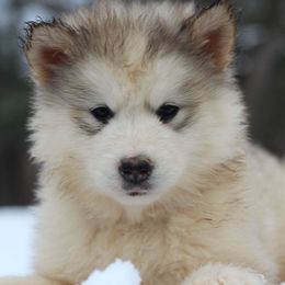 Roux - Sable and white female Alaskan Malamute puppy in Independence, Virginia from New River Valley Malamutes