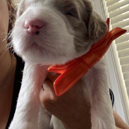 English Springer Spaniel, Poodle, and Springerdoodle Puppies from SpringerDoodles at the Beach