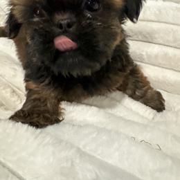 Hansel - Red male Shih Tzu puppy in Spring, Texas from Precious Tzu Crew