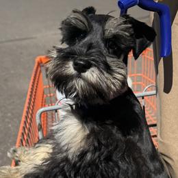Daisy - Miniature Schnauzer