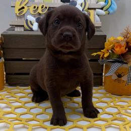 Dark pink - Chocolate female Labrador Retriever puppy in Heath Springs, South Carolina from Rich Hill Retrievers