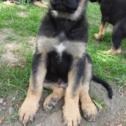 German Shepherd Puppies from Von der Henne K9