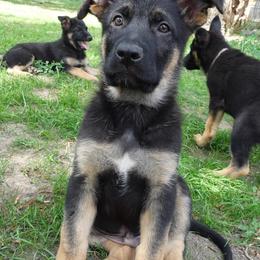 German Shepherd Puppies from Von der Henne K9